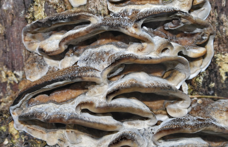 Bjerkandera adusta